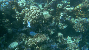 海底的珊瑚暗礁和鱼类37秒视频