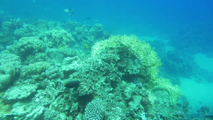 海底的鱼群和珊瑚暗礁44秒视频