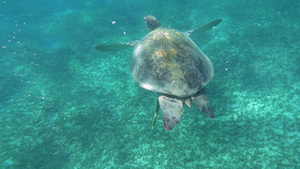 大海龟在清澈的蓝色海洋中游泳的缓慢运动41秒视频