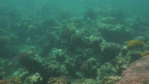 海洋世界五颜六色的珊瑚礁和鱼类18秒视频
