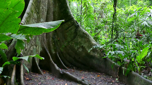 中美洲哥斯达黎加国家公园的热带雨林视频