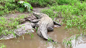 中美洲里约热内卢里约热的美洲鳄鱼睡在河岸上9秒视频