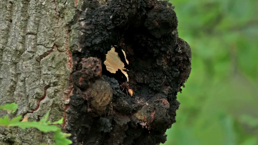 在巢中的欧洲大黄蜂视频