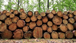 森林路上的一堆木头16秒视频