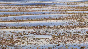 巴拉顿湖面上的海藻20秒视频