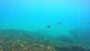 海底的鱼群和珊瑚暗礁29秒视频