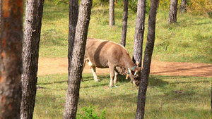 西班牙森林里吃草的母牛27秒视频