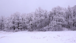 冬季雪后的森林21秒视频