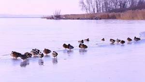 冬天湖面上的野鸭子26秒视频