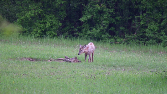 傍晚在草地觅食的麋鹿视频