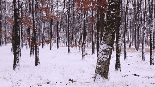 森林上下雪的冬天视频