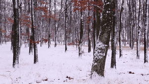森林上下雪的冬天21秒视频