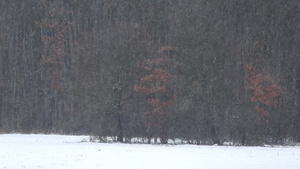 下雪的冬天森林里的雪景22秒视频