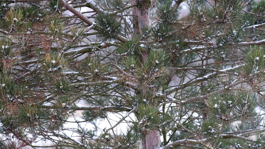 森林上下雪的冬天视频