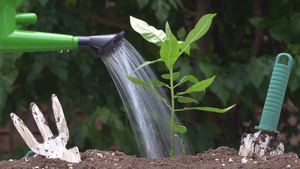 浇灌植物11秒视频