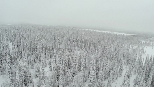 航拍芬兰冬季雪后森林视频