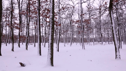 森林的雪景视频