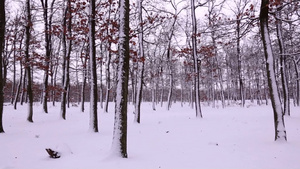 森林的雪景18秒视频