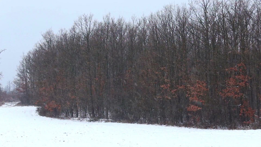 冬雪下的森林视频