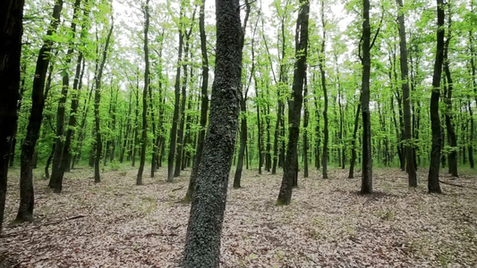 绿色的树林视频