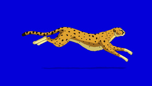 跑猎豹隔离在蓝色背景上循环运动9秒视频