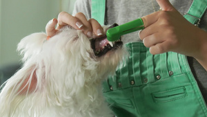 女人用特殊的牙刷和牙膏去除小狗牙垢和牙菌斑19秒视频