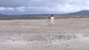 海岛上奔跑的企鹅17秒视频