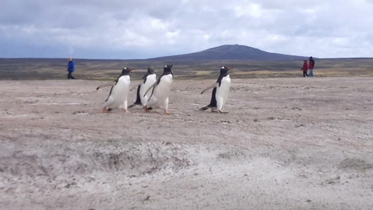 企鹅在奔跑视频
