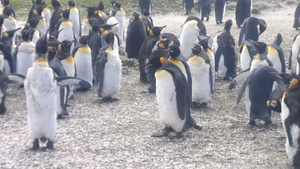 福克兰群岛上的企鹅21秒视频