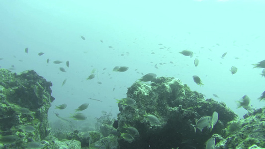 胡尔加达内五颜六色的鱼在珊瑚礁边游泳视频