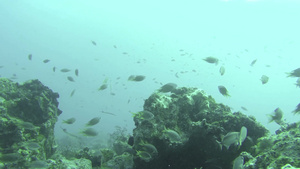 胡尔加达内五颜六色的鱼在珊瑚礁边游泳20秒视频
