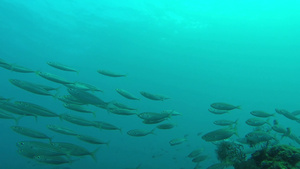 胡尔加达五颜六色的鱼在珊瑚礁边游泳7秒视频