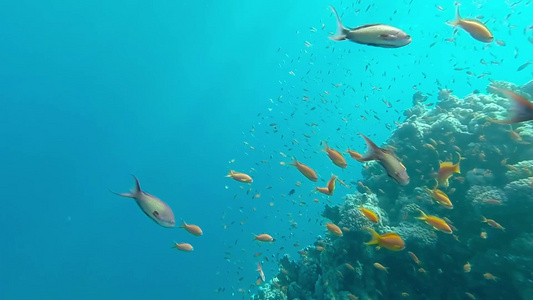 水下珊瑚礁景观与五颜六色的鱼视频