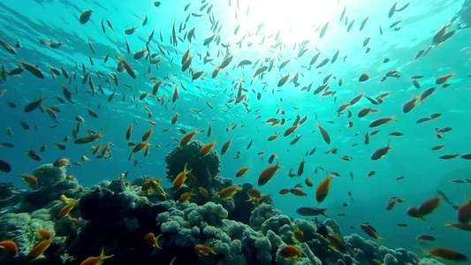 水下珊瑚礁景观与鱼群视频