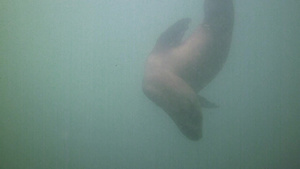 阿根廷玛德琳港海洋生物海狮7秒视频