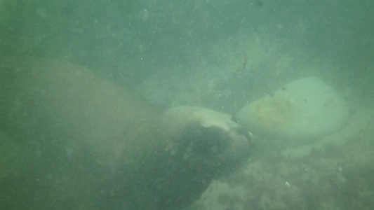 海狮在水下游泳视频