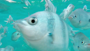 印度洋毛里求斯里的鱼群30秒视频