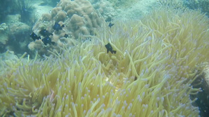 潜水海底热带鱼和珊瑚礁生物洋流49秒视频
