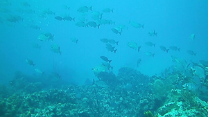 开曼群岛的水下世界14秒视频