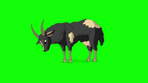卡通牧牛吃草动作绿幕素材8秒视频