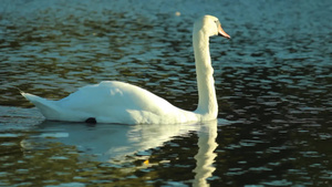 湖面上游动的白天鹅11秒视频