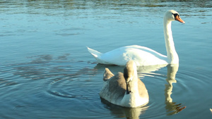 两只天鹅在平静的湖里悠闲地游着12秒视频