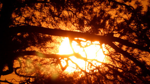 灿烂温暖的阳光正从密密的松针叶的缝隙间射下来28秒视频