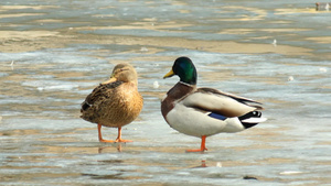 两只鸭子站在结冰的湖面上25秒视频