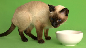 暹罗海豹点猫从食物盘中进食的色度键控全侧镜头43秒视频