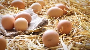 乡村农场里稻草的巢中拍摄母鸡有机鸡蛋15秒视频