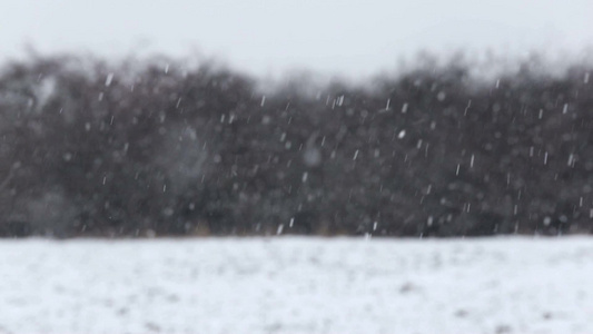 冬季的森林被雪花覆盖视频