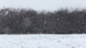 冬季的森林被雪花覆盖22秒视频