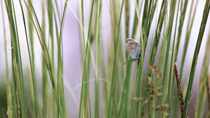 绿地草丛间停落美丽蝴蝶昆虫28秒视频