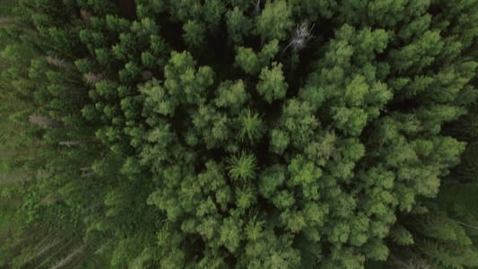 空中拍摄的俄罗斯森林视频